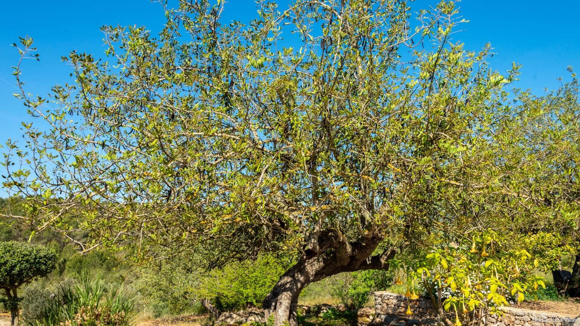 VILLA CAN PEP PUIG - 4 Bedrooms - San Mateu/Soho Farmhouse/Santa Gertrudis (Rural)