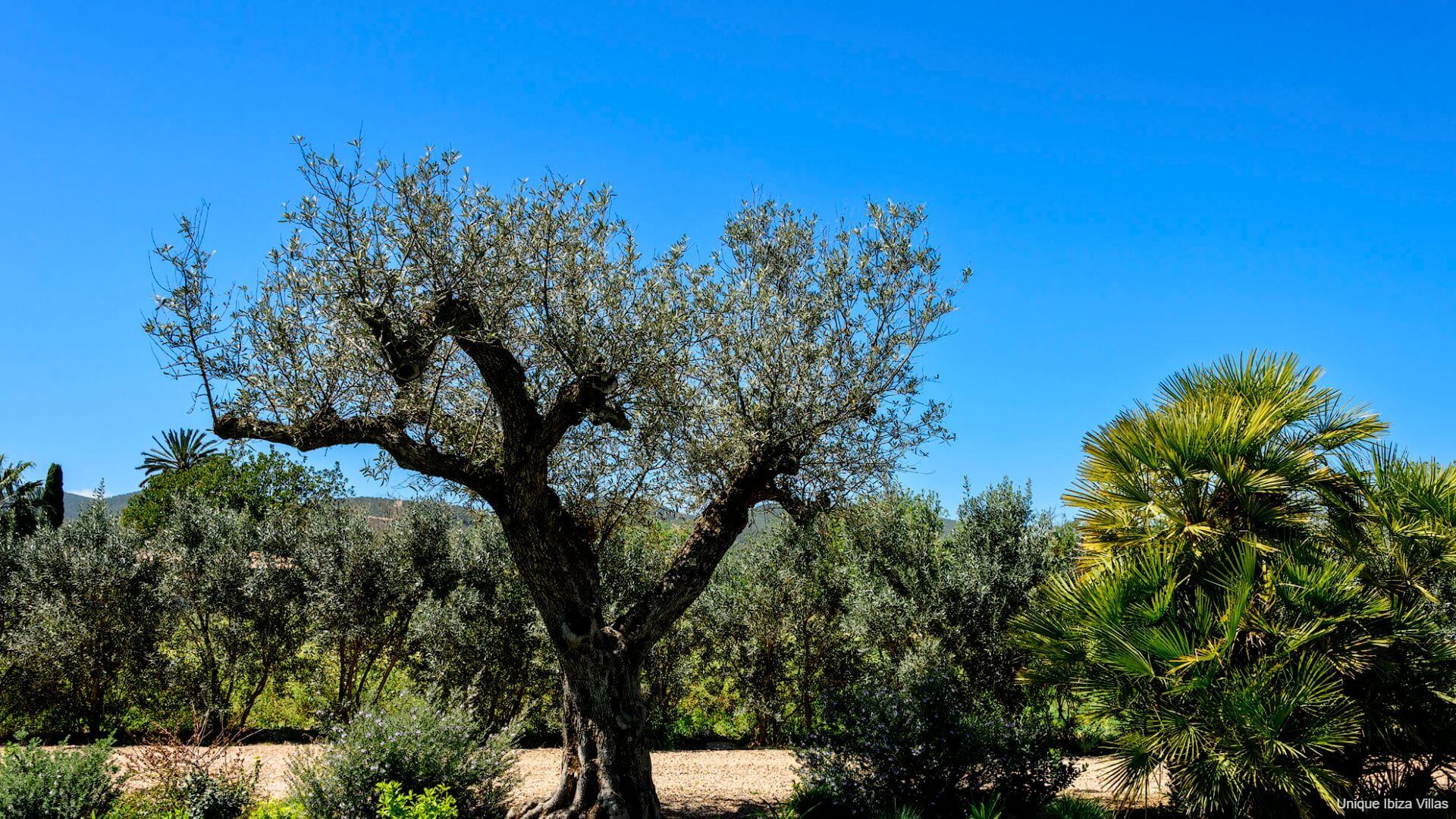 CAN JAUME ARABI DE BAIX - 4 Bedrooms - Near Ibiza Town